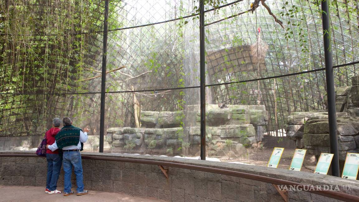 Realizan consulta para cerrar el zoológico de Chapultepec