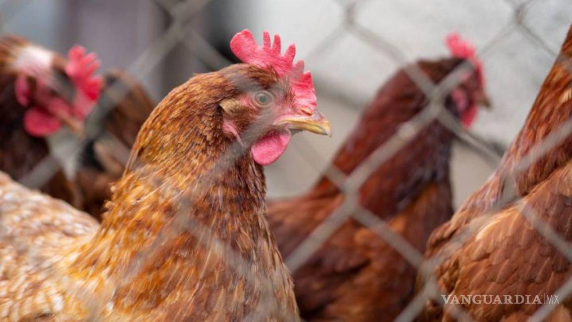 Piedras Negras: más del 65% de granjas revisadas por gripe aviar
