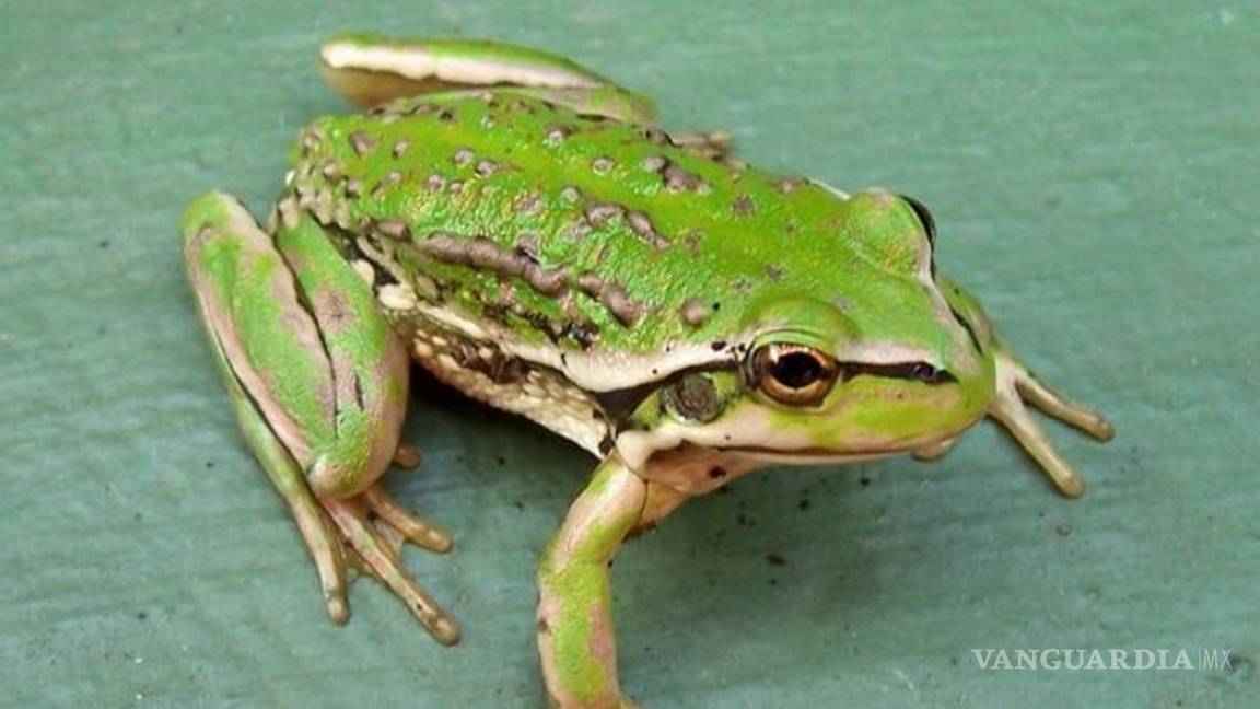 $!La extinción predomina en las especies de animales grandes y pequeñas