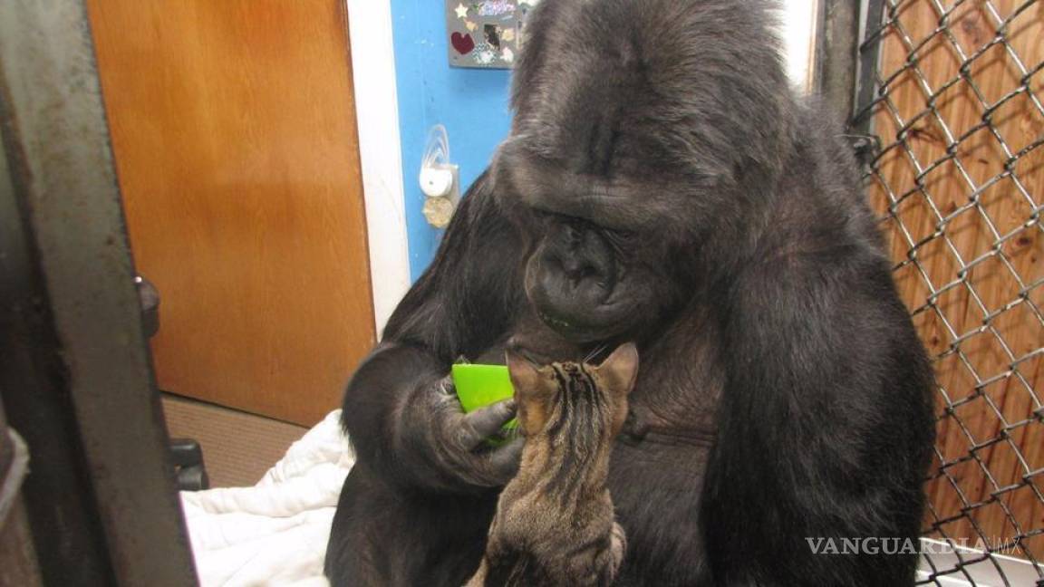 Falleció 'Koko', gorila que sabía lenguaje de signos