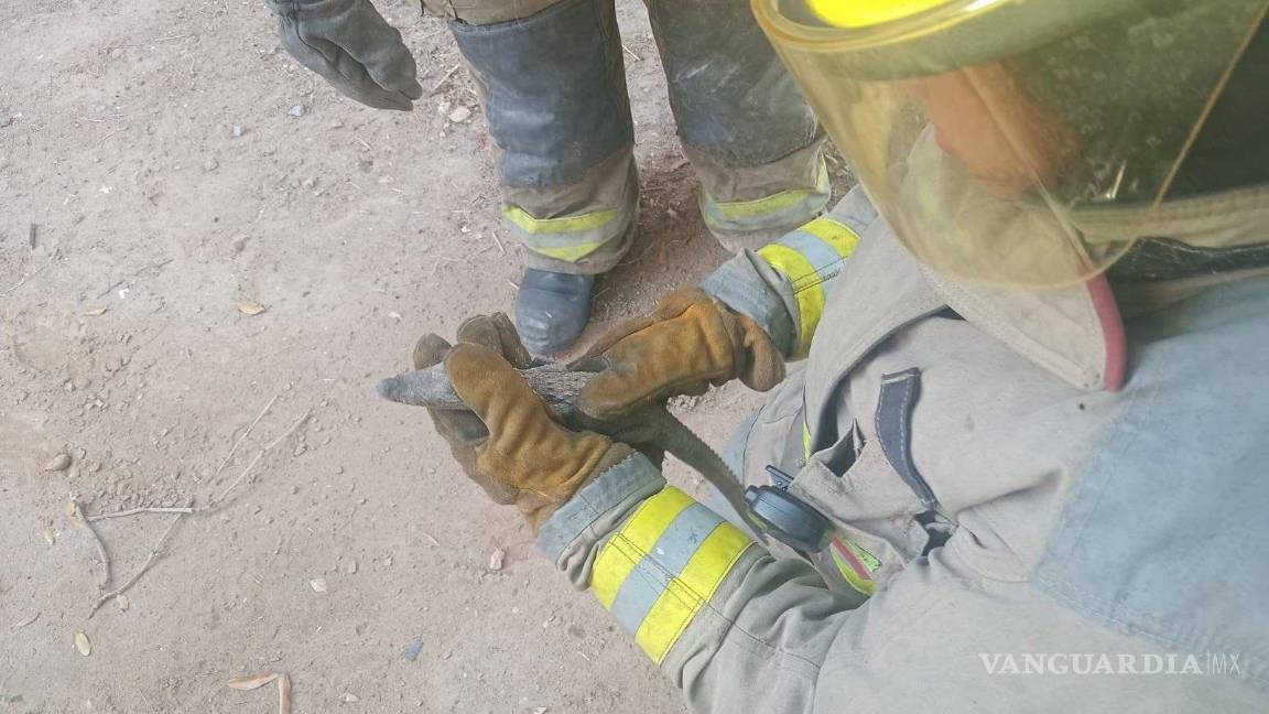 $!Se pide a la población no arriesgar su integridad al intentar atrapar este tipo de animales.