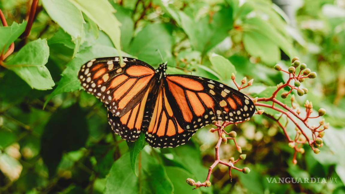 Si las ves no las apachurres; mariposas monarcas andan de paso por Saltillo