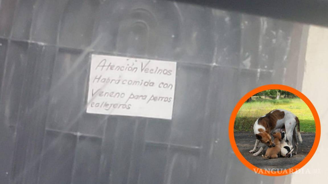 Saltillo: denuncian amenazas de envenenamiento a perros callejeros en la colonia Praderas