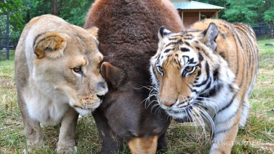 La increíble amistad entre un oso, un león y un tigre