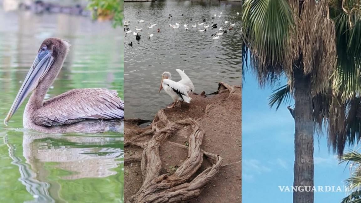 $!Pelícanos también han llamado la atención de los visitantes.