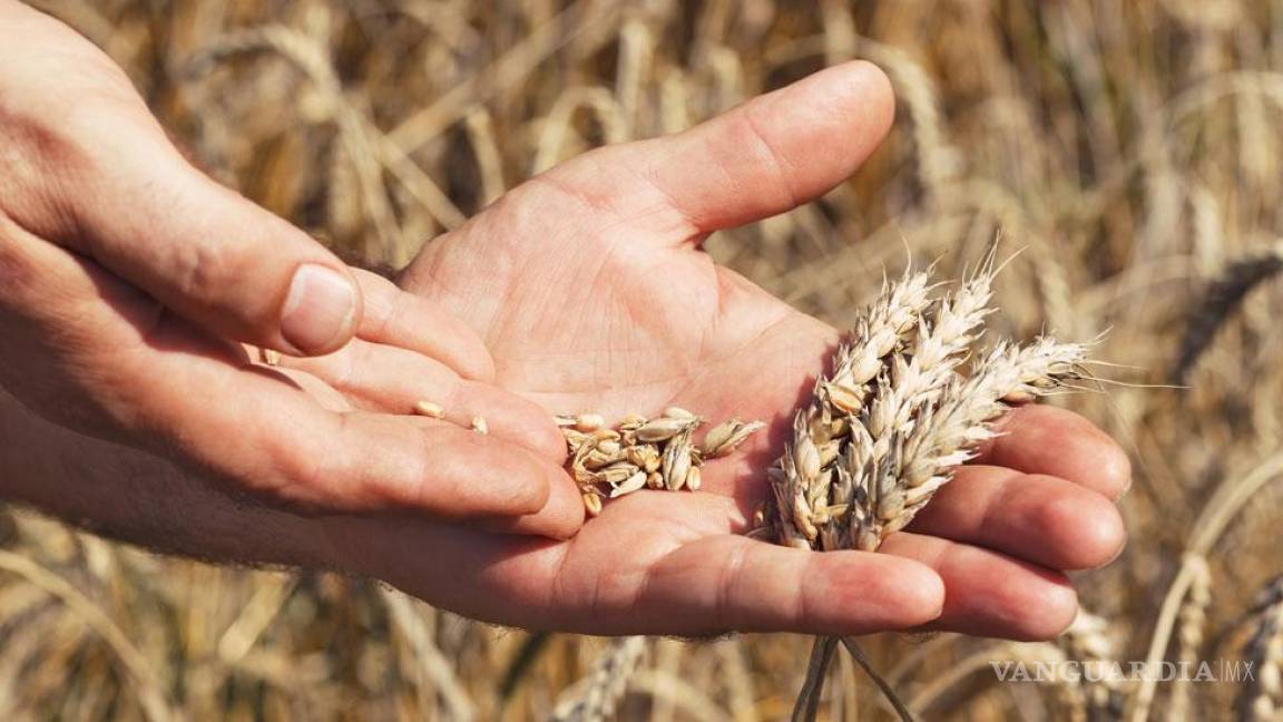 Trigo aumenta 8.6% tras ataques rusos a puertos y almacenes de cereales en Ucrania