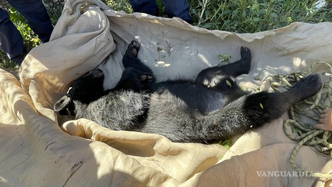 Capturan oso en la colonia Villa Universidad, en Saltillo