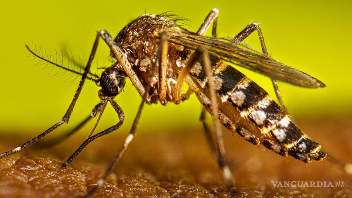 $!¡Cuidado!... Estos son los 5 insectos más peligrosos que salen con la temporada de lluvias en México