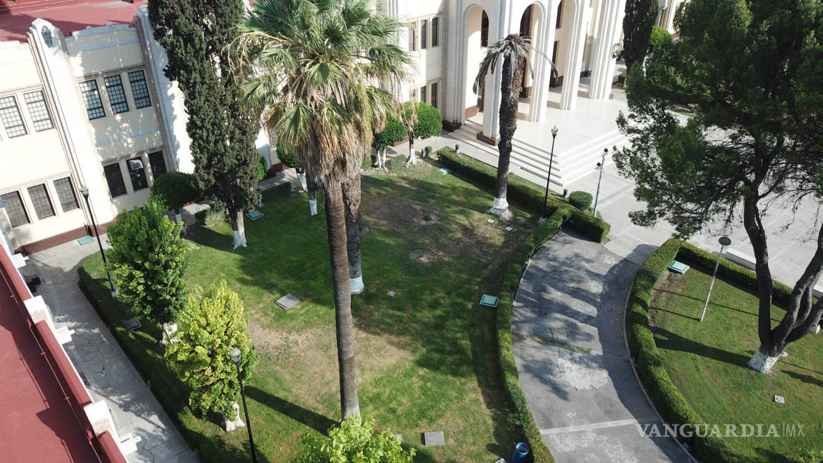 $!Se secan palmas de jardines del Ateneo Fuente