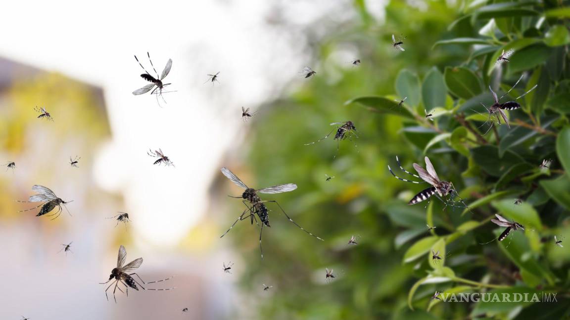 Esperan aumento del 200% de casos de dengue en octubre para Saltillo