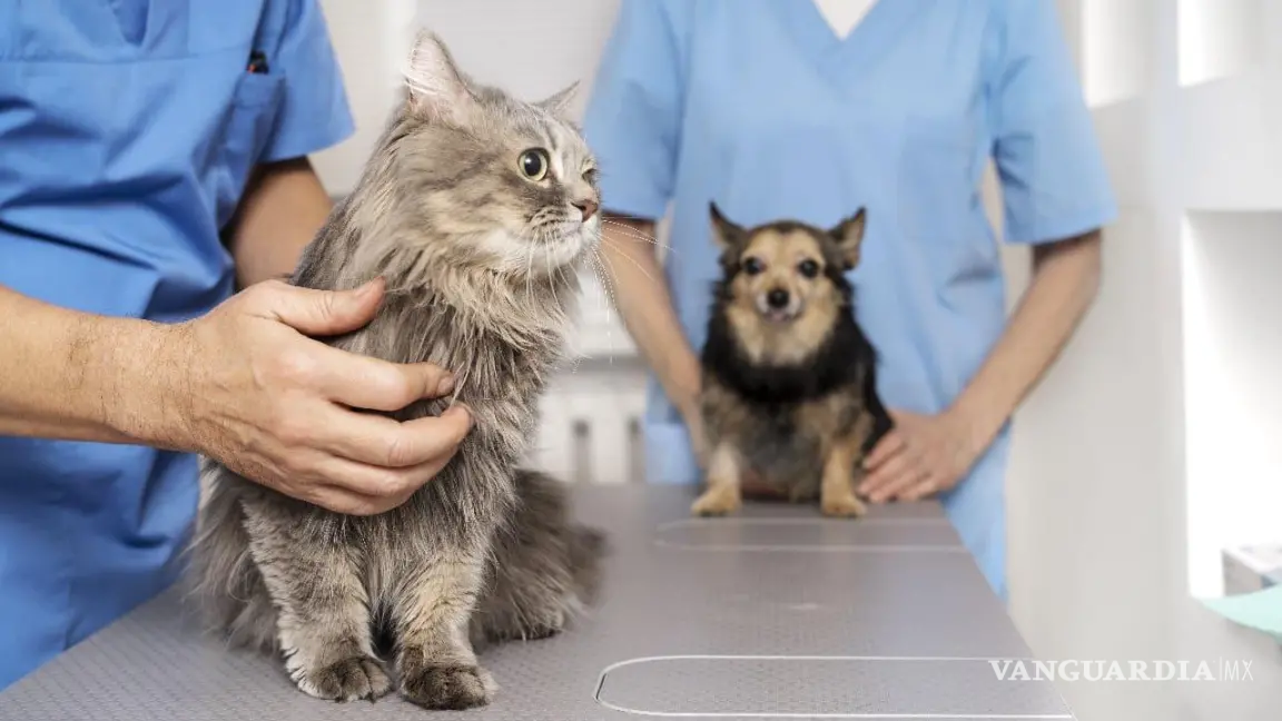 ¡No te lo pierdas! Jornada de salud gratuita para tus mascotas en Piedras Negras