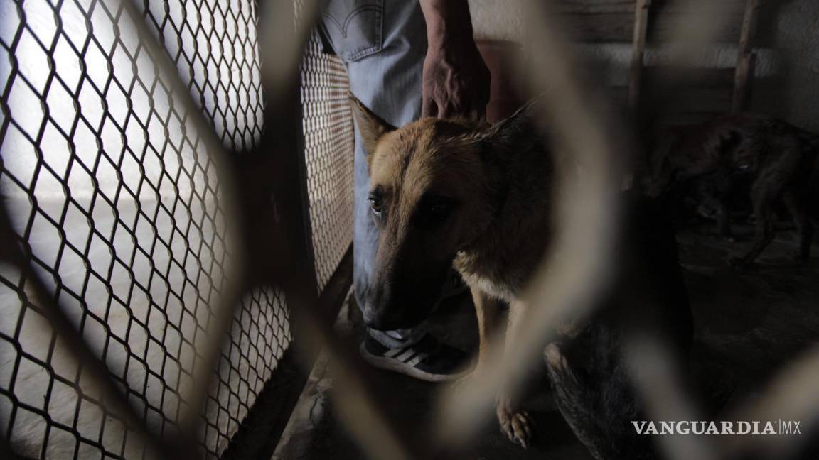 Denuncian activistas ‘pandemia’ de parvovirus, moquillo y parásitos en Control Canino de Saltillo