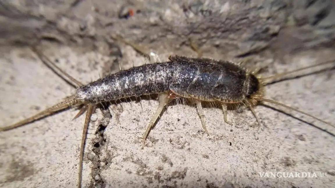 ¿Has visto a este insecto en tu casa? ¡Cuidado!... te contamos por qué es tan peligroso el pececillo de plata