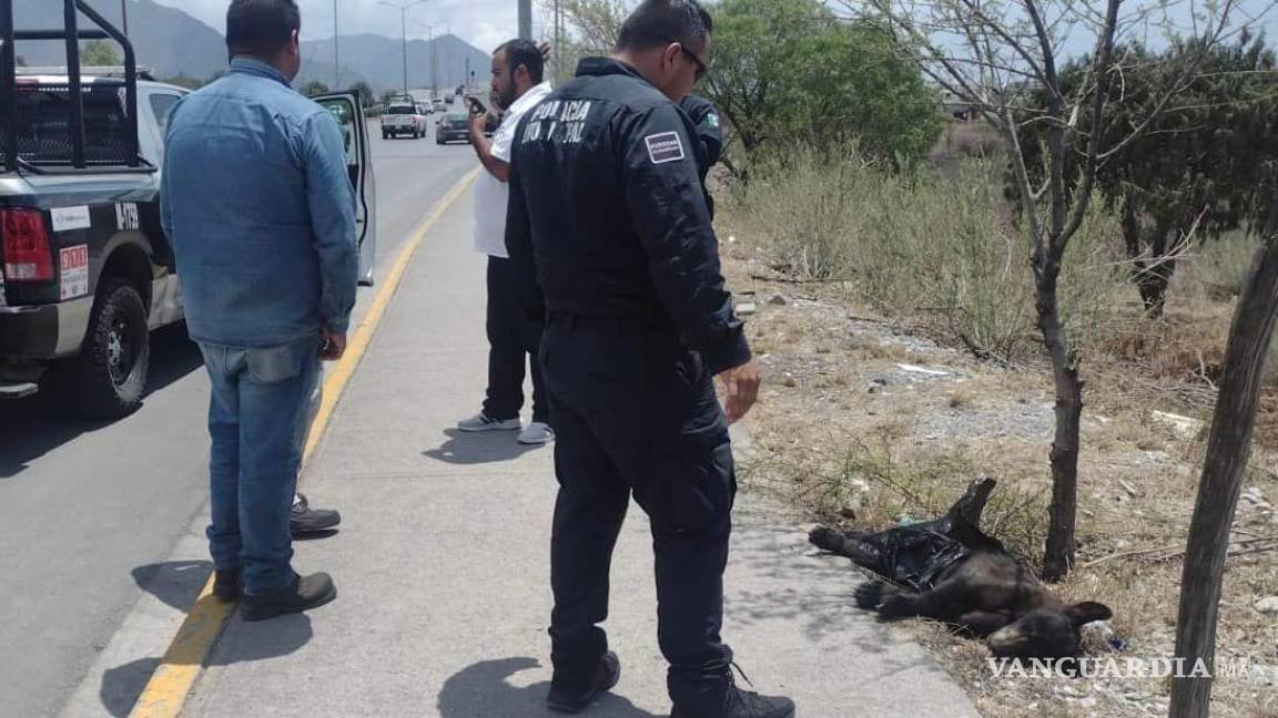 $!El cuerpo del oso fue visto por automovilistas al sur de Saltillo.