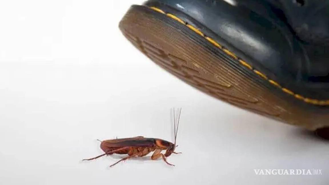 ¡Cuidado!... ¿Por qué no debes pisar una cucaracha?... estas son las enfermedades que pueden propagarse al hacerlo