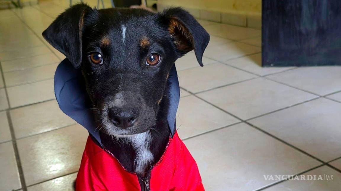 A Calcetitas lo dejó plantado su familia adoptiva; buscan hogar para perrito en Saltillo