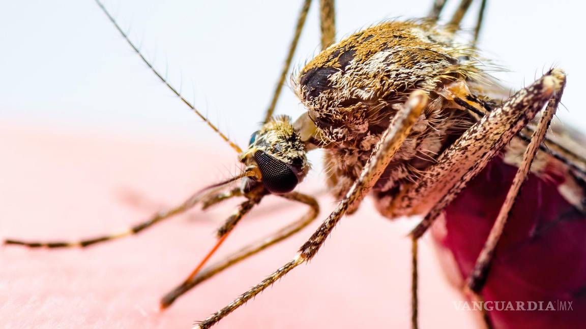 Temen se dupliquen casos de dengue en Saltillo este año; Mirasierra y sur de la ciudad, zonas más afectadas