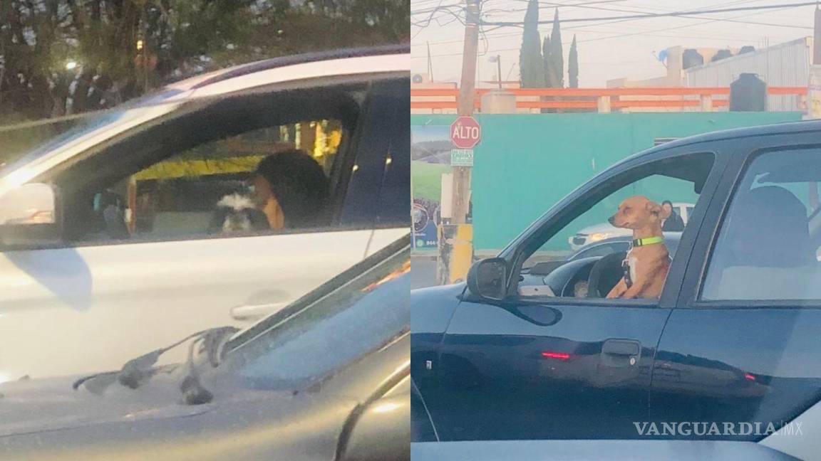 Exhiben a conductores en Saltillo por cargar a ‘perrhijos’; Reglamento lo prohíbe