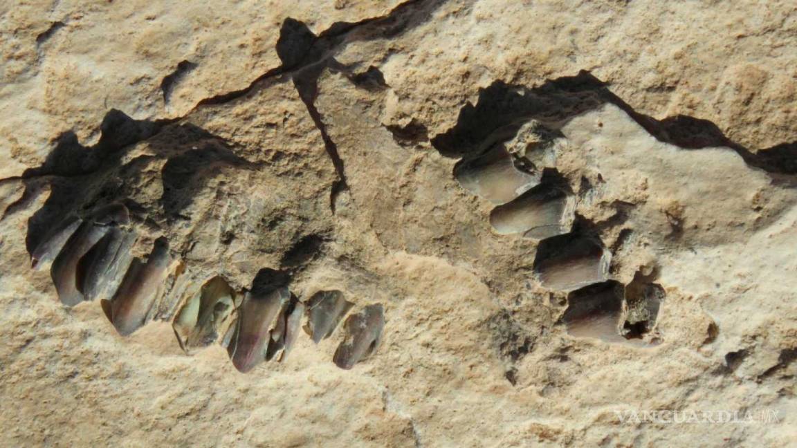 Huellas de hace unos 120 mil años develan ruta tomada por humanos al salir de África