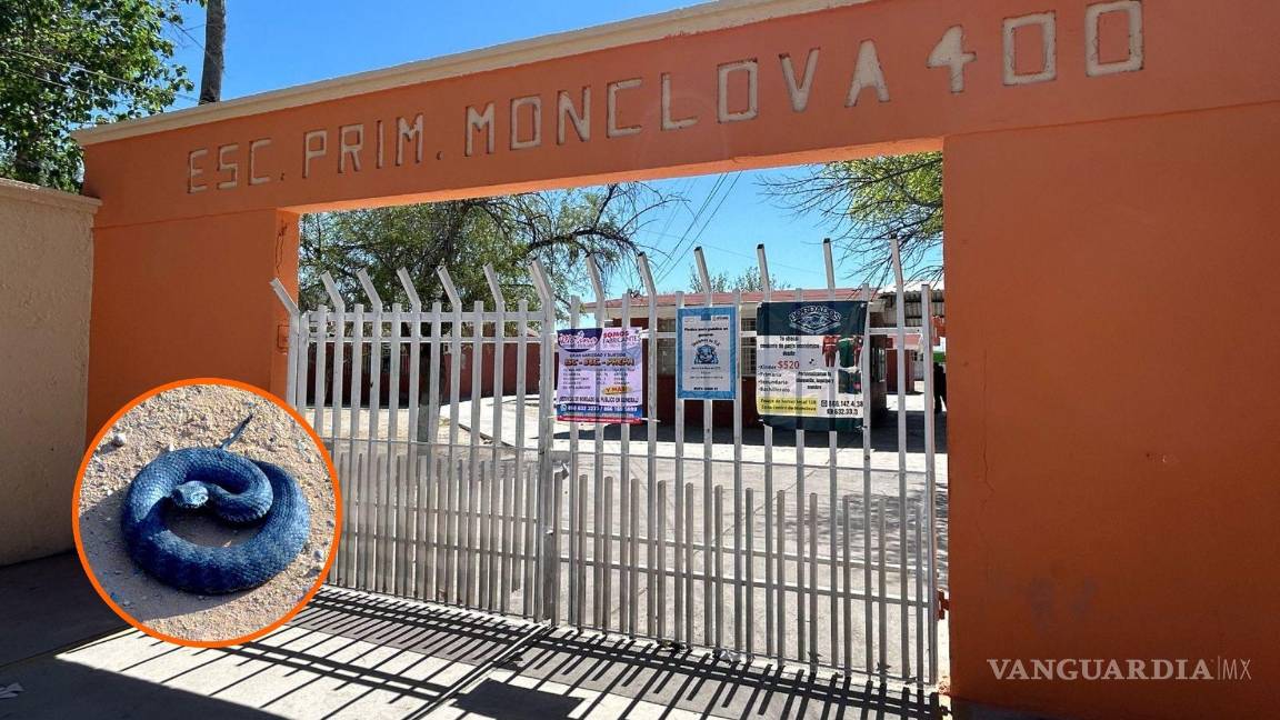 ¡Inesperado! Víbora interrumpe clases en primaria Monclova 400