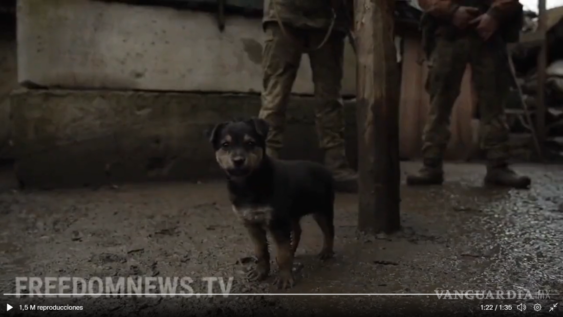 Esta es la historia de “Rambo”, el cachorro protector de soldados ucranianos en la línea con Rusia