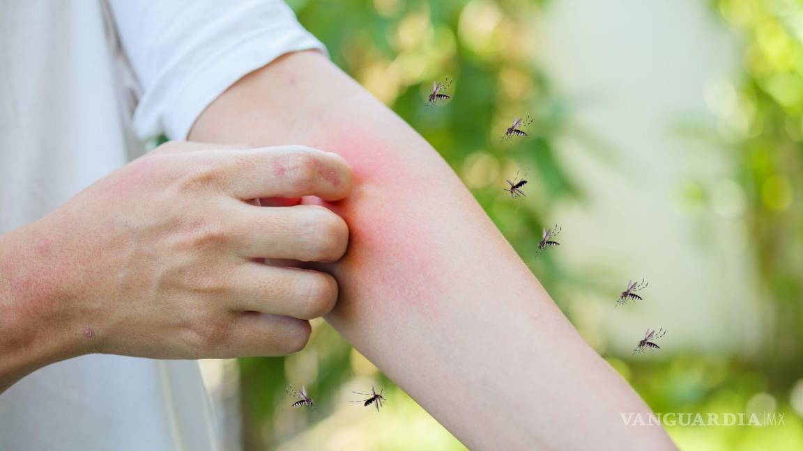 Aumentan casos de dengue en la región sureste; Secretaría de Salud implementa uso de abate para evitar criaderos