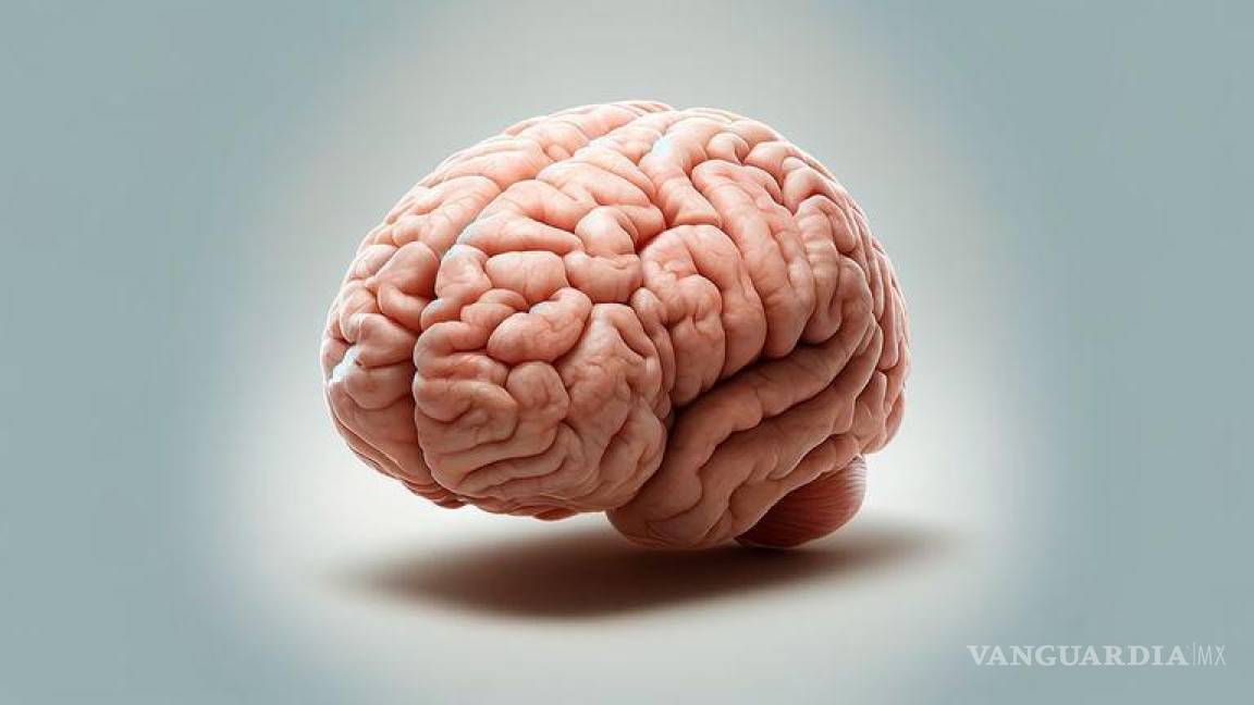 ¿Es posible un trasplante de cerebro?