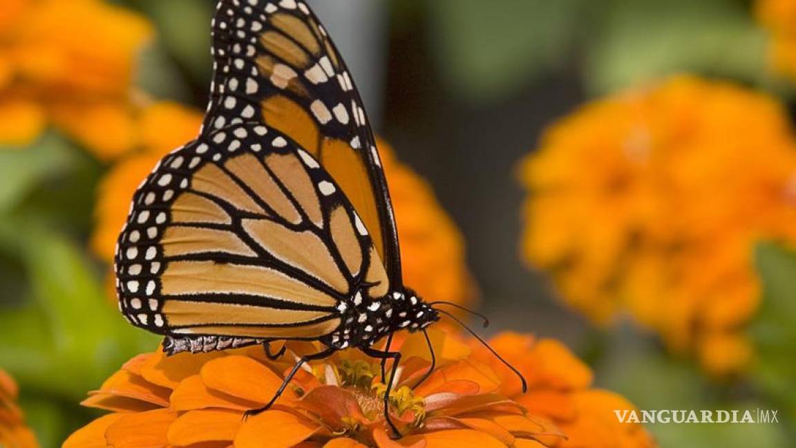 Coahuila: kits de crianza de Mariposas Monarca causan preocupación por impacto ambiental