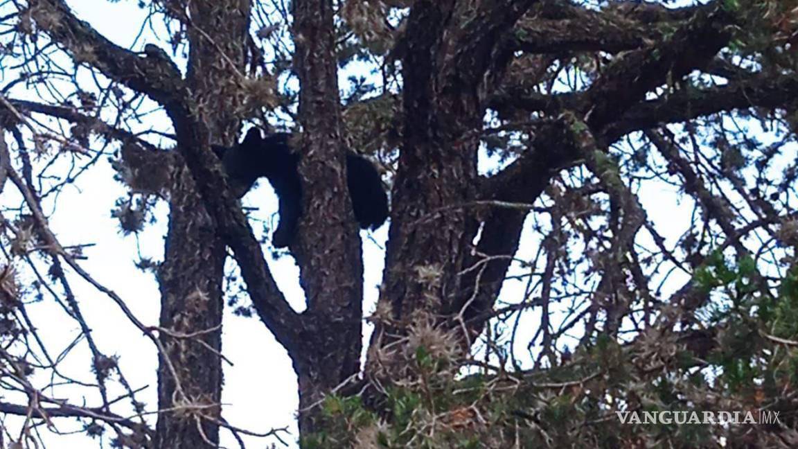 $!El oso subió a un árbol, donde fue visto por pobladores de la zona.