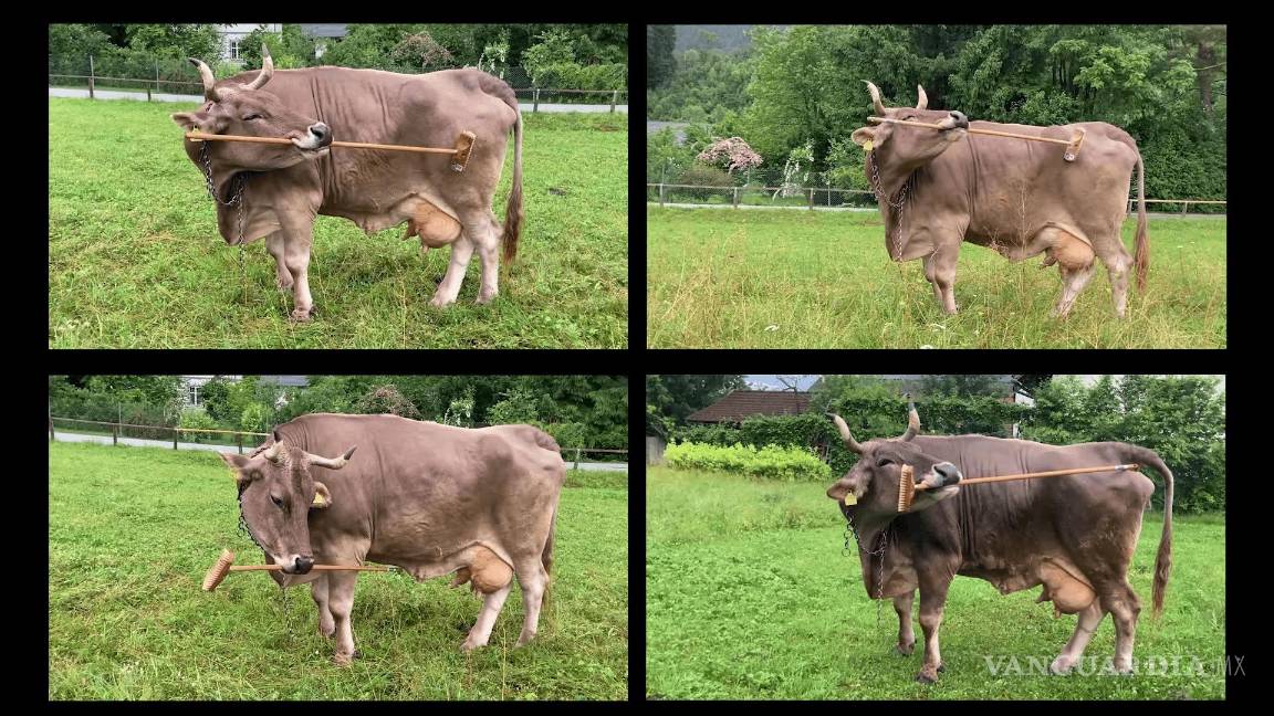 $!El resultado del experimento se publicó en la revista Current Biology y es la primera demostración del uso de una herramienta por parte de una vaca.