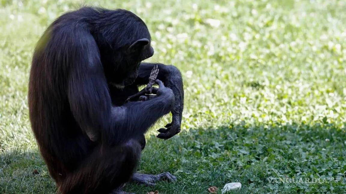 Tras siete meses de duelo, la chimpancé Natalia soltó el cadáver de su bebé fallecido