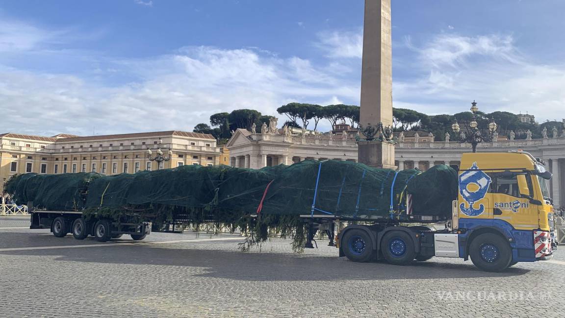 Tras polémica por su tala el abeto de Navidad del Vaticano llega a la plaza de San Pedro