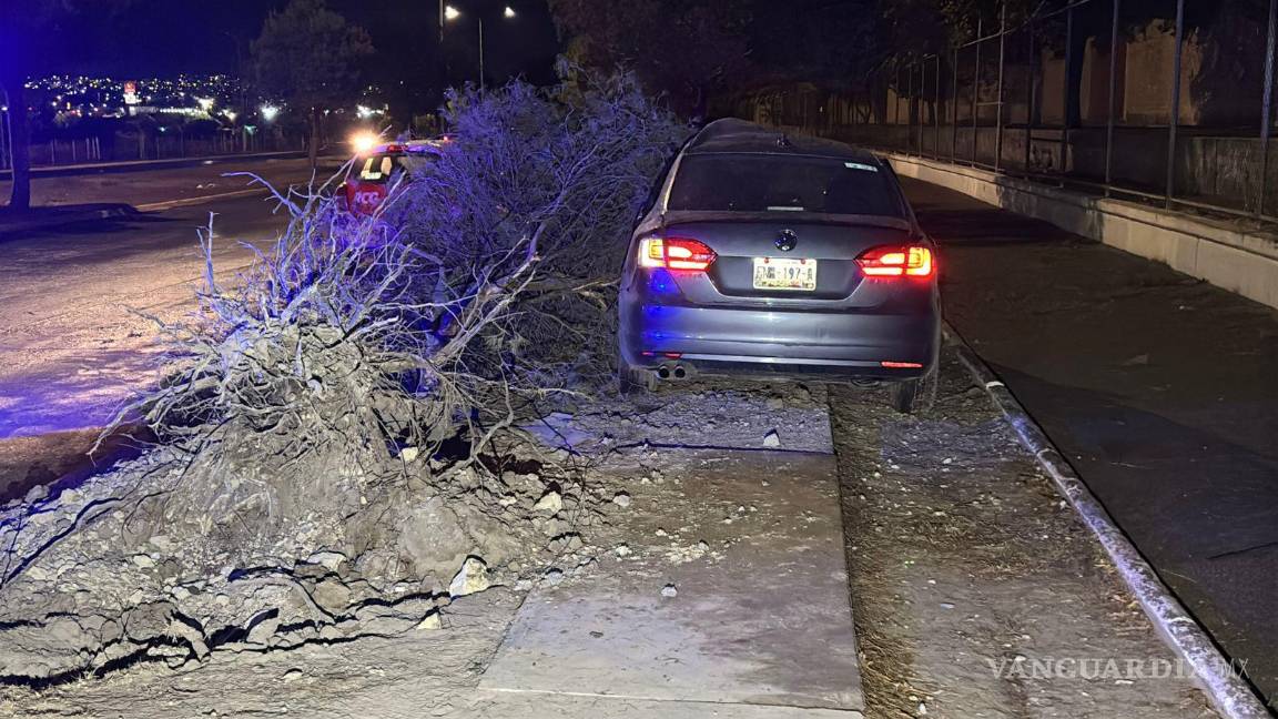 $!El árbol derribado quedó sobre la banqueta luego del fuerte . choque