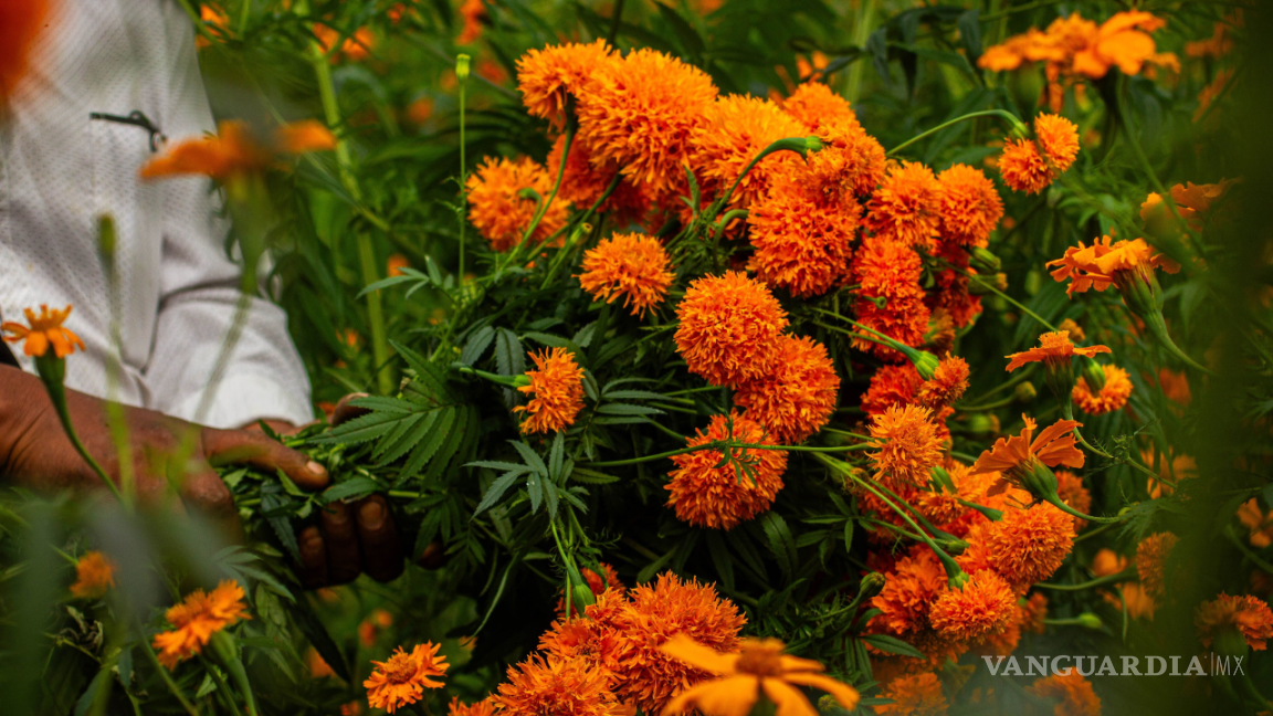 Cempasúchil: La flor tradicional mexicana con potentes beneficios medicinales