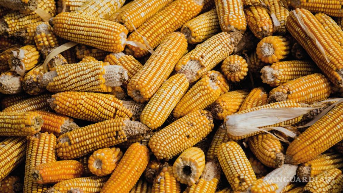 Piden iniciar ‘guerra’ con México por maíz transgénico
