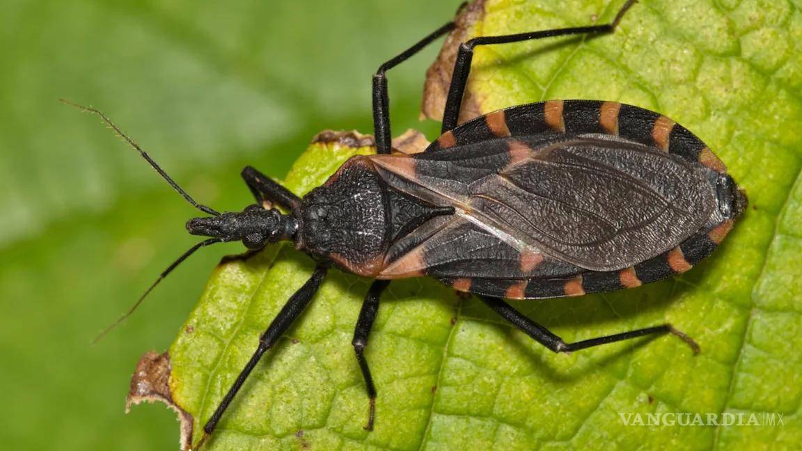 $!¡Cuidado!... Estos son los 5 insectos más peligrosos que salen con la temporada de lluvias en México