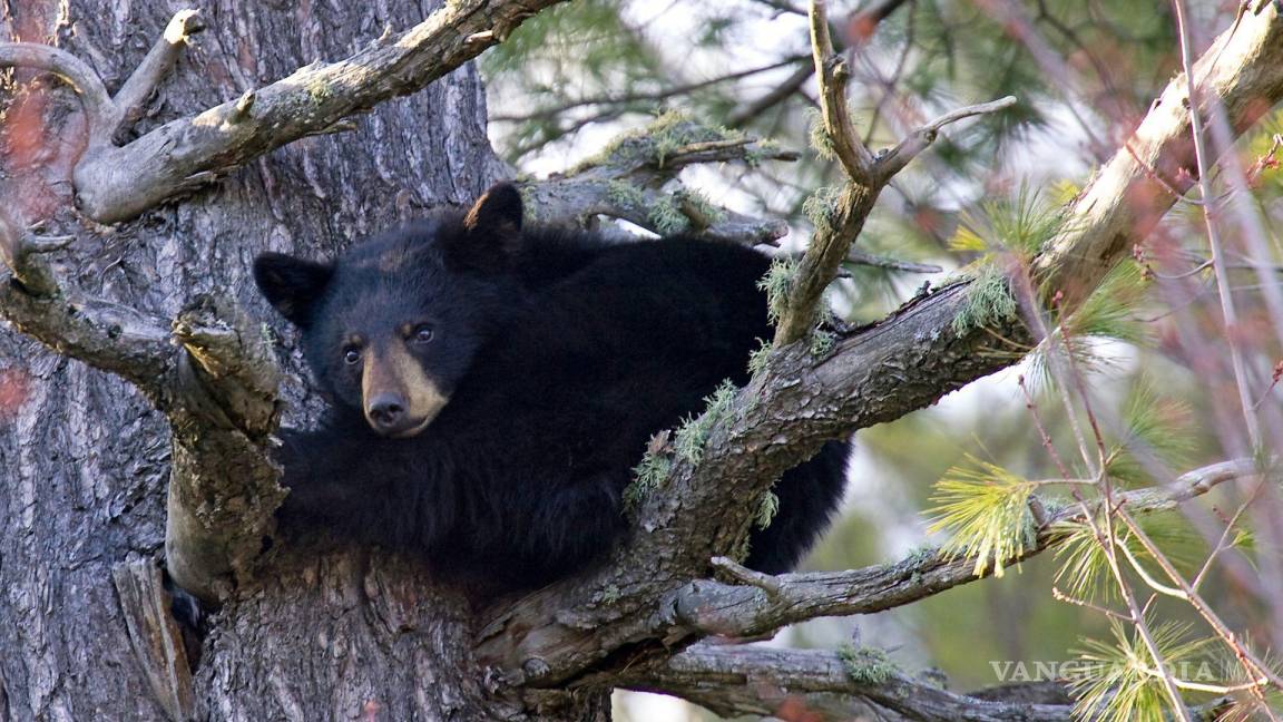 Año atípico para los osos: van 26 muertos, la mayoría atropellados; especie sigue activa en Coahuila
