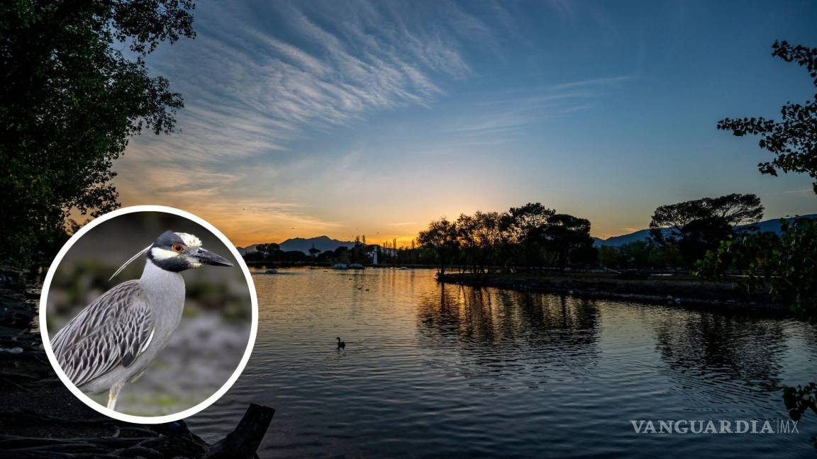 Saltillo: por primera vez se deja ver rara especie de ave en el lago de la Ciudad Deportiva