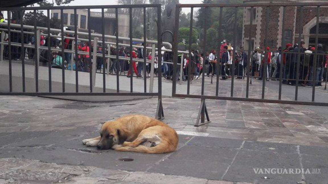 29 perritos peregrinos fueron abandonados cerca de la Basílica de Guadalupe