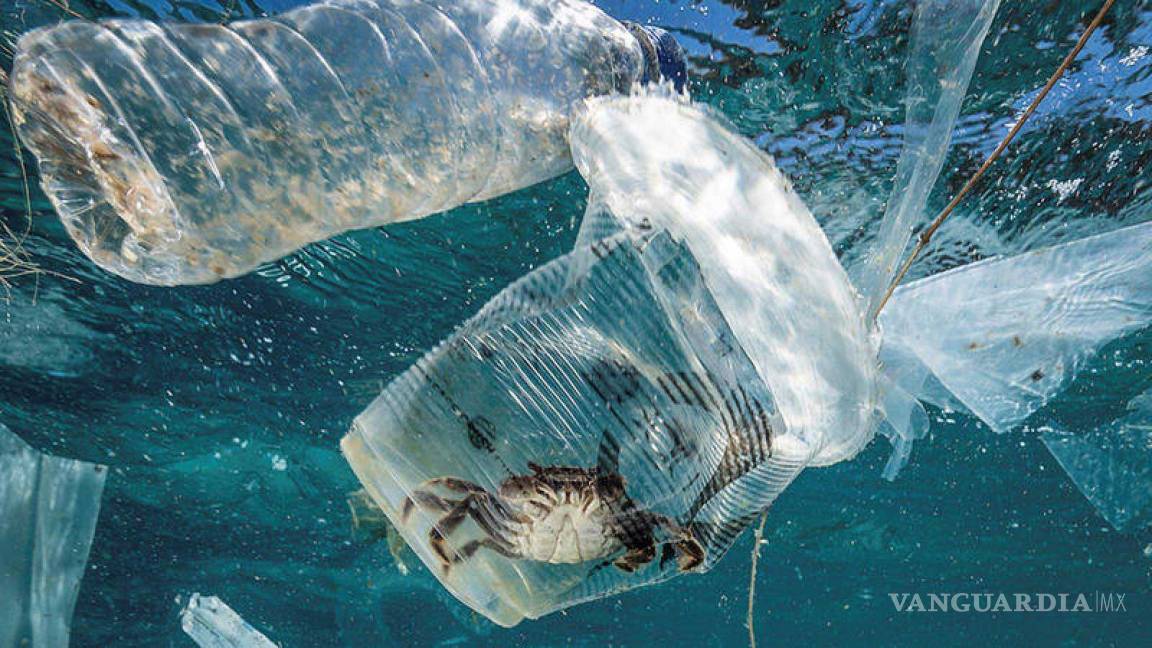 Mueren 100 mil especies marinas cada año por plástico