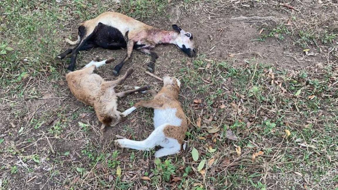 Criatura ataca ganado en Veracruz, dicen que es el chupacabras
