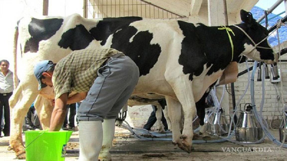 Reportan desempleo de 150 mil productores de leche ante el coronavirus