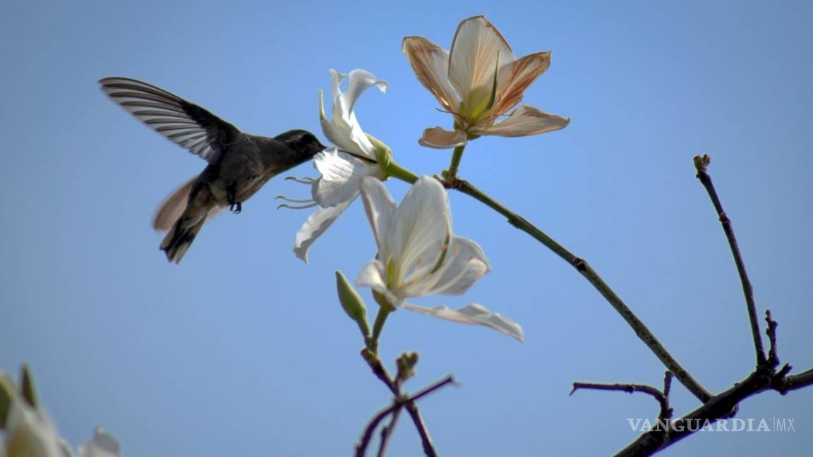 UNAM va al rescate del colibrí con creación de jardines