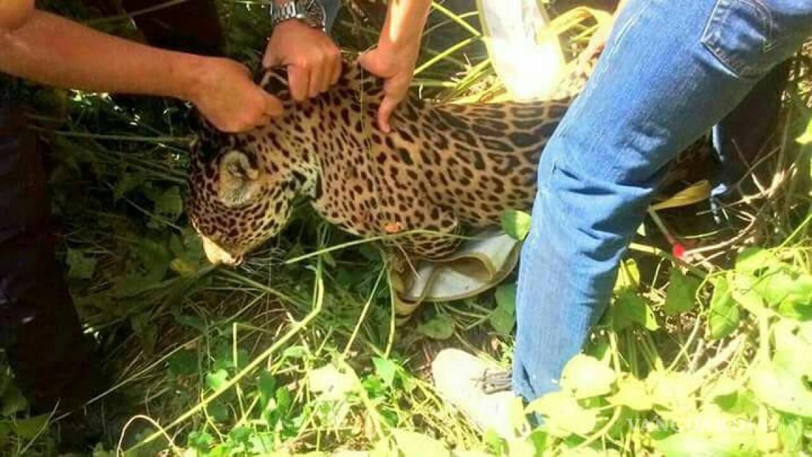 Capturan a jaguar que merodeaba en colonia de León, Guanajuato