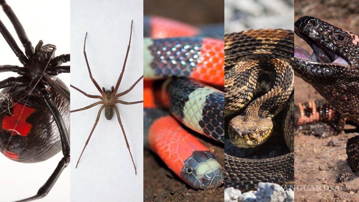 Si los ves ¡cuidado!... estos son los 5 animales más venenosos de México y cómo identificarlos