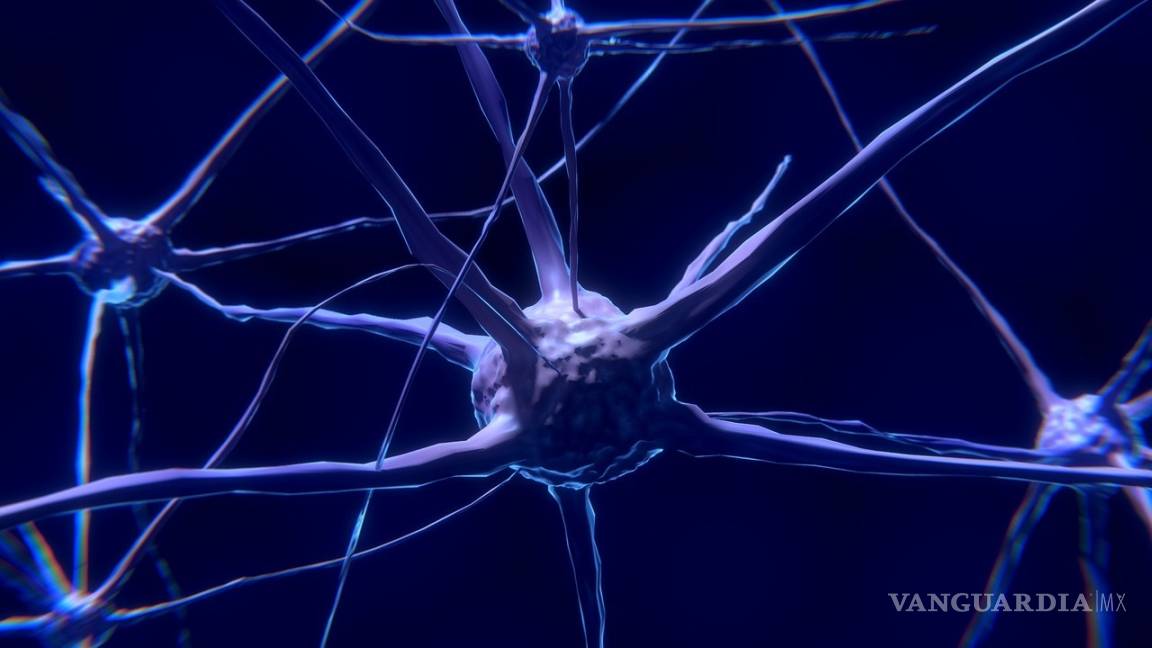 $!¿Sabías que nuestro cerebro crea neuronas hasta los 90 años?