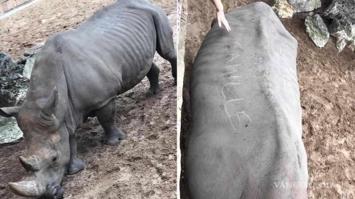 Un par de visitantes a un zoológico graban sus nombres en piel de rinoceronte
