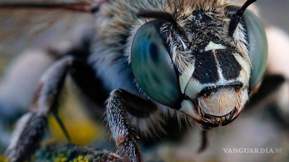 $!¡Cuidado!... Estos son los 5 insectos más peligrosos que salen con la temporada de lluvias en México