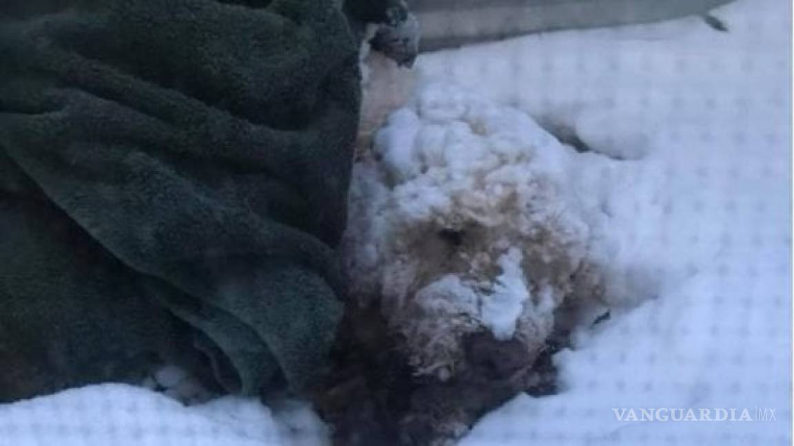 Sobrevive el perro Buddy, estuvo cinco días en las temperaturas congelantes de Minnesota