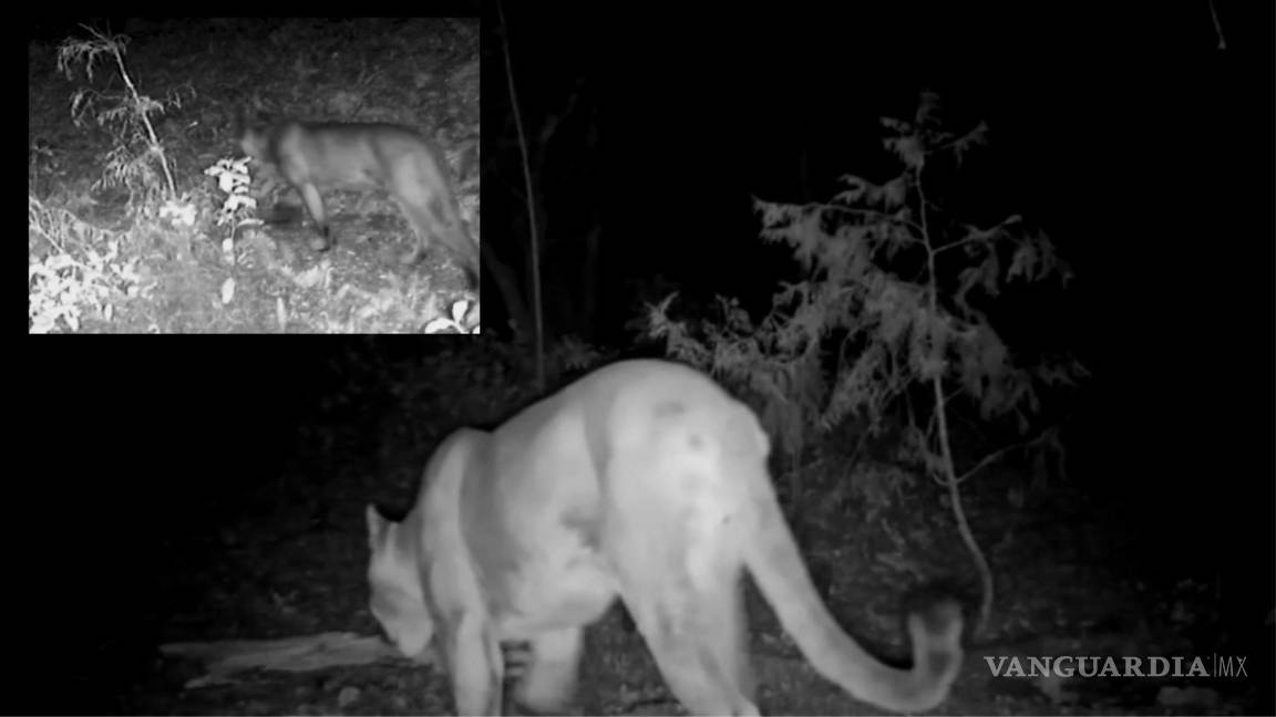 Captan en video a puma en la Sierra de Zapalinamé; Ursus Mx pide cuidar su hábitat